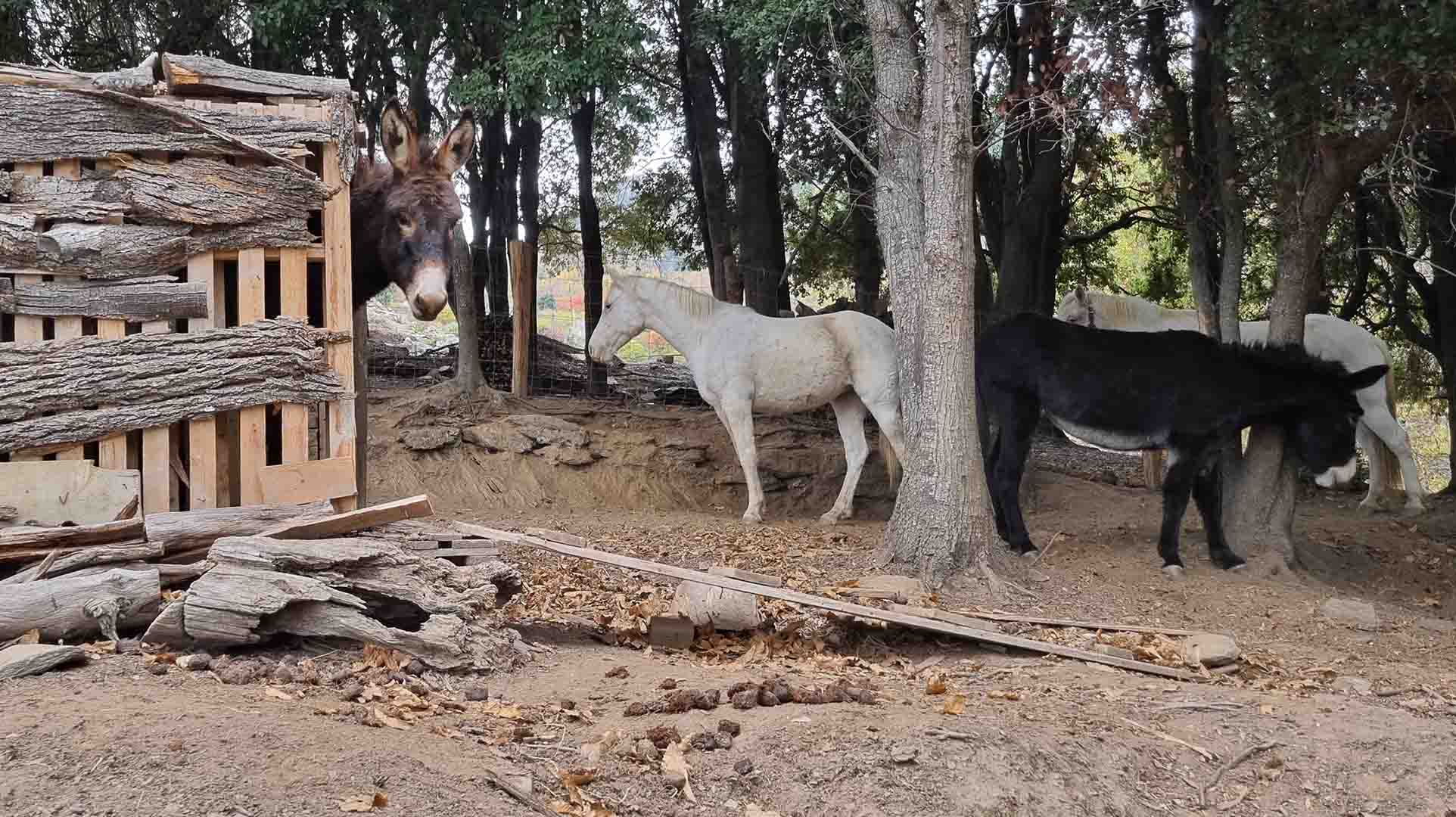 Les chevaux du domaine Colonna Santini en Corse